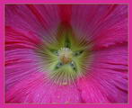 Holly Hock